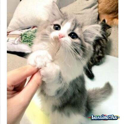 Animals♥