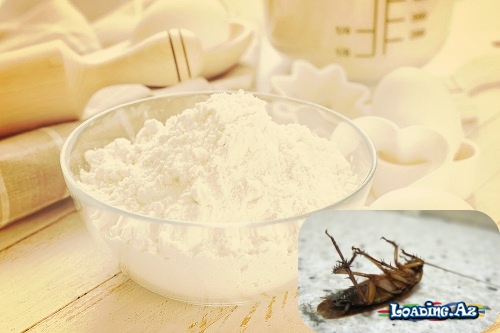 Həşarat və hamam böcəklərinə qarşı ev üsulu dərman - LoaDinG.Az
