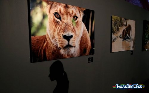 Məşhur aktyor Afrikaya yardım üçün sərgi açdı - Fotolar