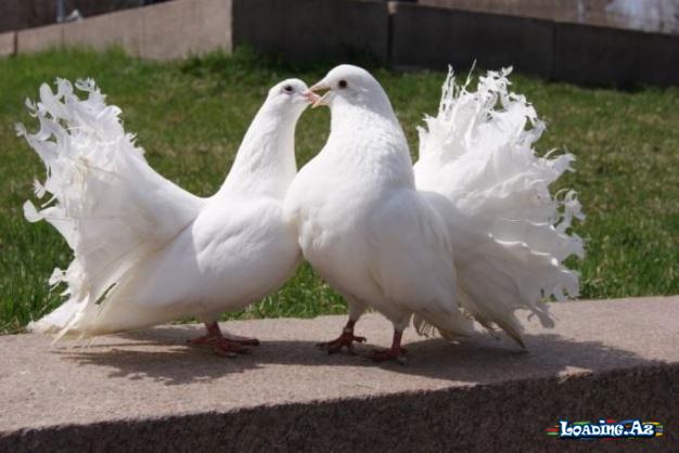 Göyərçinlər haqqında
