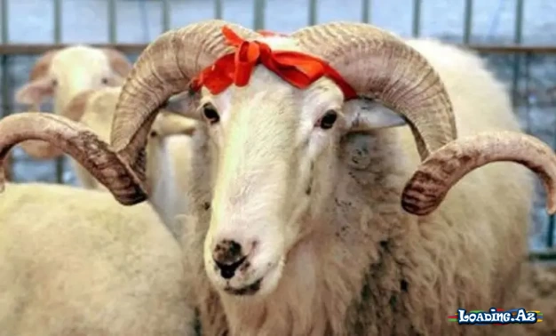 Qurban kəsirik: nəyi bilməliyik?