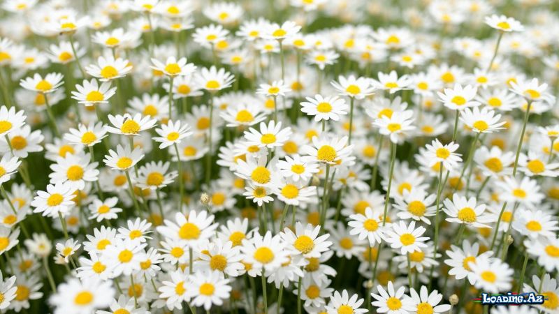 🌼🌼🌼