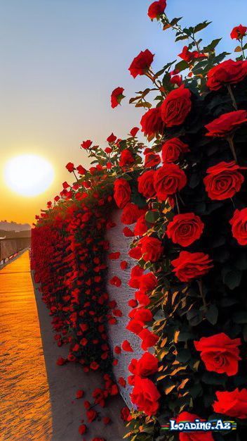 çiçəklər🌺🌷 (2)