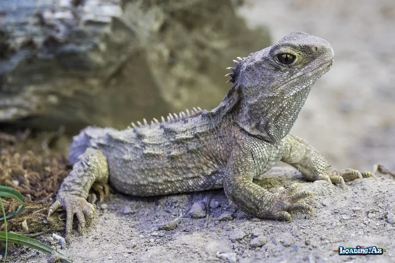 Hatteriya (Sphenodon punctatus) - LoaDinG.Az