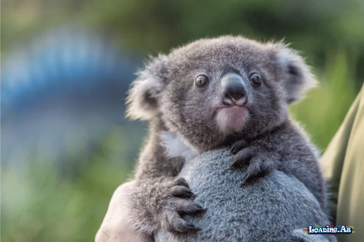 Koala niyə 20 saat yatır? - LoaDinG.Az