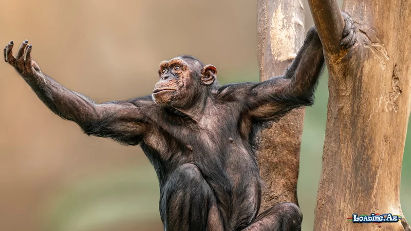 PLOS: Meymunlar insanlar kimi vizual məlumatları qəbul edirlər - LoaDinG.Az