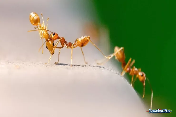Qarışqalar epidemiyaların qarşısını ala bilər - bunu necə edirlər? - LoaDinG.Az