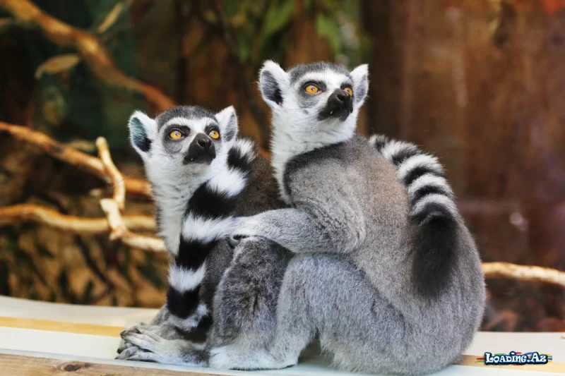 Lemurların nəsli kəsilmək üzrədir..? - LoaDinG.Az