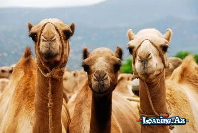 Səhranın qeyri-adi "eynəkliləri": Fırtına zamanı onlar necə görür? - LoaDinG.Az