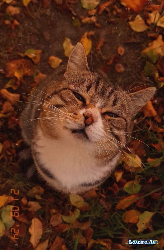 🍁🤎 PAYİZ 🤎🍁
