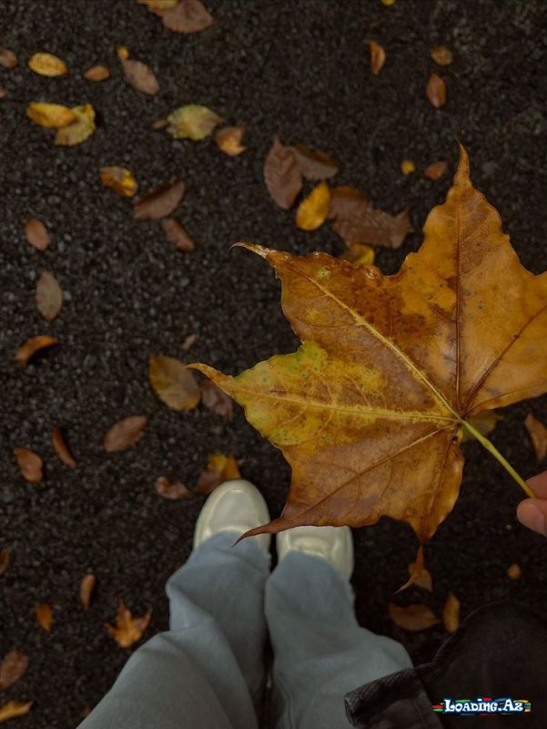 🍁🤎 PAYİZ 🤎🍁 - LoaDinG.Az